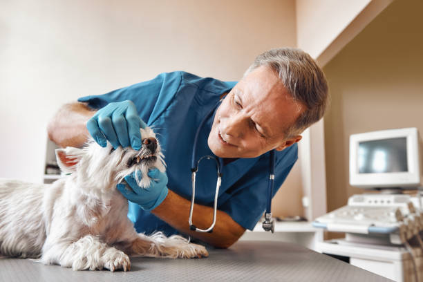 Best After-Hours Emergency Dentist in Rosanky, TX